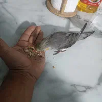 فندق عروس هلندی