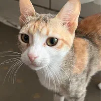 واگذاری ۲توله گربه
