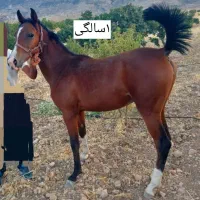 مادیون درهشوری شیش دنگ|اسب و تجهیزات اسب‌سواری|شیراز, دشت چنار|دیوار
