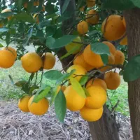 فروش نارنگی برگدار وتامسون برگدار و...