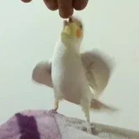 عروس هلندی گم شده