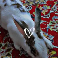 خرگوش ماده اهلی معاوضه یا هر چیزی