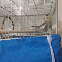 فروش پرنده|پرنده|زیباشهر, |دیوار