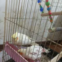 عروس هلندی باقفس|پرنده|کرج, پیشاهنگی|دیوار