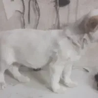 سگ.پیداشده