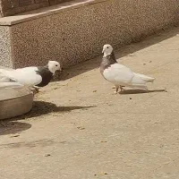 جفت طوقی