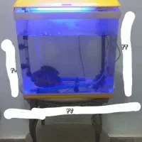 ماهی|ماهی|مشهد, رضاییه|دیوار