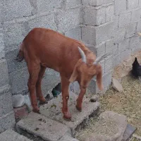 تعدادی گوسفند چاق چاق|حیوانات مزرعه|جیرفت, |دیوار