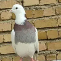 پرنده کبوتر پنجاه