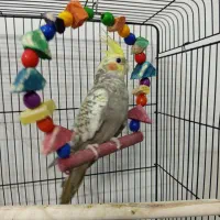 عروس هلندی نرو ماده