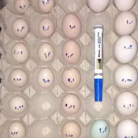 تخم مرغ تخم نتفه دار مرغ های تزینی