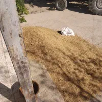 جو علوفه ای