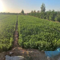 طرح کشاورزی و منزل مسکونی ودامدار|فروش زمین و ملک کلنگی|مهاباد (اصفهان), |دیوار