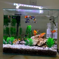 ماهی گوپی و لوچ دلقک باکیفیت زیره قیمت|ماهی|تهران, هروی|دیوار