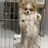 توله پامر خرسی اصیل|سگ|پردیس, فاز ۶|دیوار