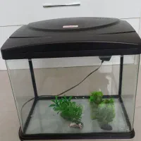 اکواریوم ماهیران