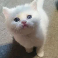 گربه بریتیش شورت هیر خالص دختر