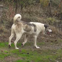 عکس تو آگهی ماده گم شده نیس