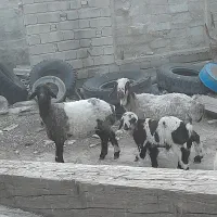 میش و بره
