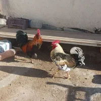 خروس|حیوانات مزرعه|اصفهان, شاهد|دیوار