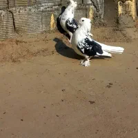 نر و ماده دوکتی اصفهانی سر قدیم|پرنده|برخوار, |دیوار