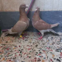 نرماده کلون|پرنده|اندیمشک, |دیوار