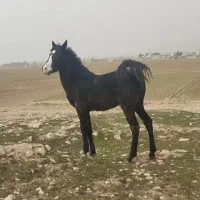 کره اسب نریان