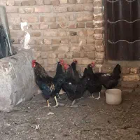 مرغ و خروس