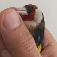 سهره نرکتان خور