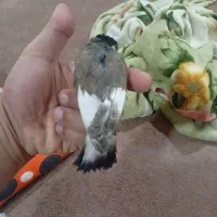 سهره|پرنده|شیراز, شهرک کوشکک|دیوار