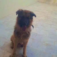 یک عدد سگ ژرمن