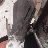 کبوتر. معاوضه با دمب سفید|پرنده|مرودشت, بیست متری بیمارستان|دیوار