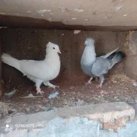 کبوتر طاق سفید