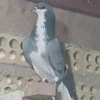 نر خرقه|پرنده|اصفهان, اندوان|دیوار