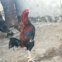 خروس لاری اصیل