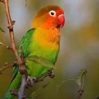 برزیلی گم شده