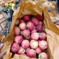 سیب درجه دو