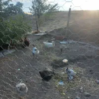 جوجه مرغ خروس