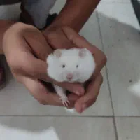 دوعددهمستر