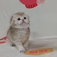 اسکاتیش گلد|گربه|مشهد, سمزقند|دیوار