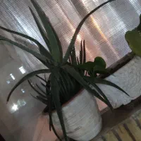 پایه گل همراه با گل و گلدون ها و یک گل آلوئه ورا