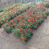 خدمات تخصصی باغبانی در محل شما|خدمات باغبانی و درختکاری|تهران, مرزداران|دیوار