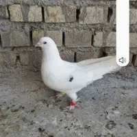 سفید پاپر نر