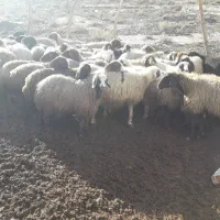 میش شیشک گوسفند بز و تی بز کشتاری|حیوانات مزرعه|خرم‌آباد, |دیوار