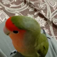 طوطی برزیلی