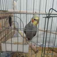 عروس هلندی نر سینامون|پرنده|نظرآباد, رسالت|دیوار