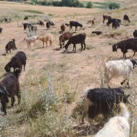 بز نرو ماده درهم