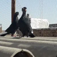زاغ تیرسفید(زاغ هفت رنگ)،قزوینی|پرنده|قم, کلهری|دیوار