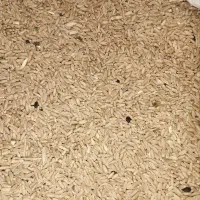 گندم بزری دیم|خوردنی و آشامیدنی|مشهد, ارشاد|دیوار