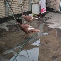 بوقلمون سالم